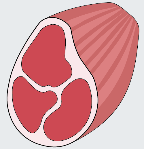 Muscle image